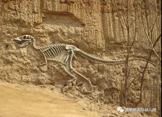 侏罗纪化石科加斯图片